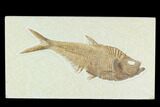 Fossil Fish (Diplomystus) - Green River Formation #130308-1